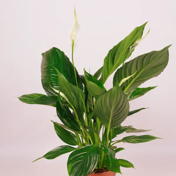 Спатіфіліум d13 купити