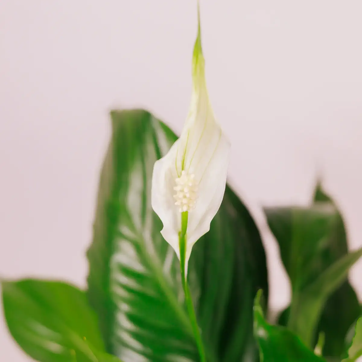 Спатіфіліум d13 купити недорого в Україні, фото 3