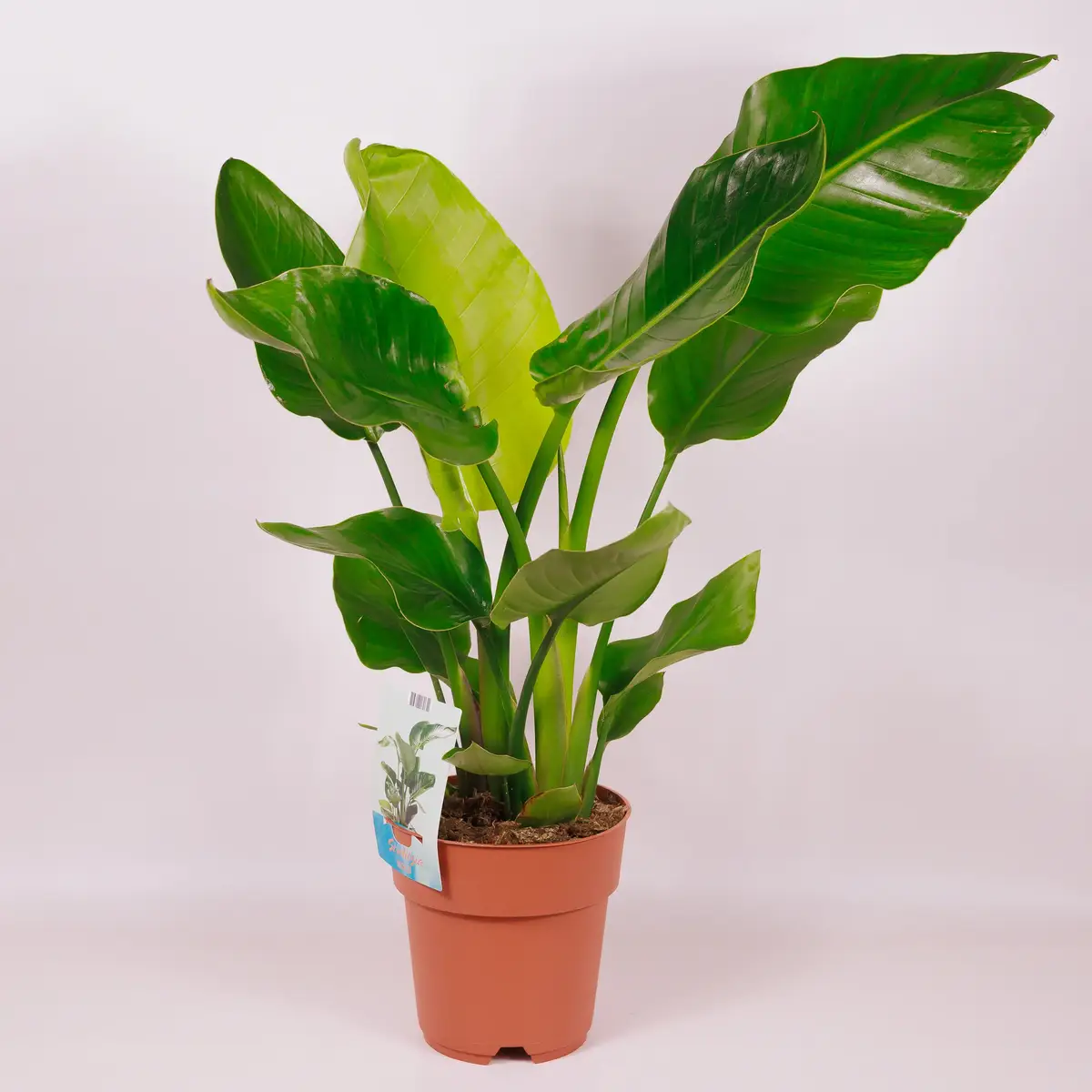 Стреліція Ніколай d19 купити