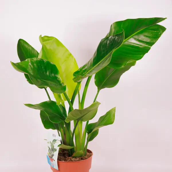 Стреліція Ніколай d19 купити