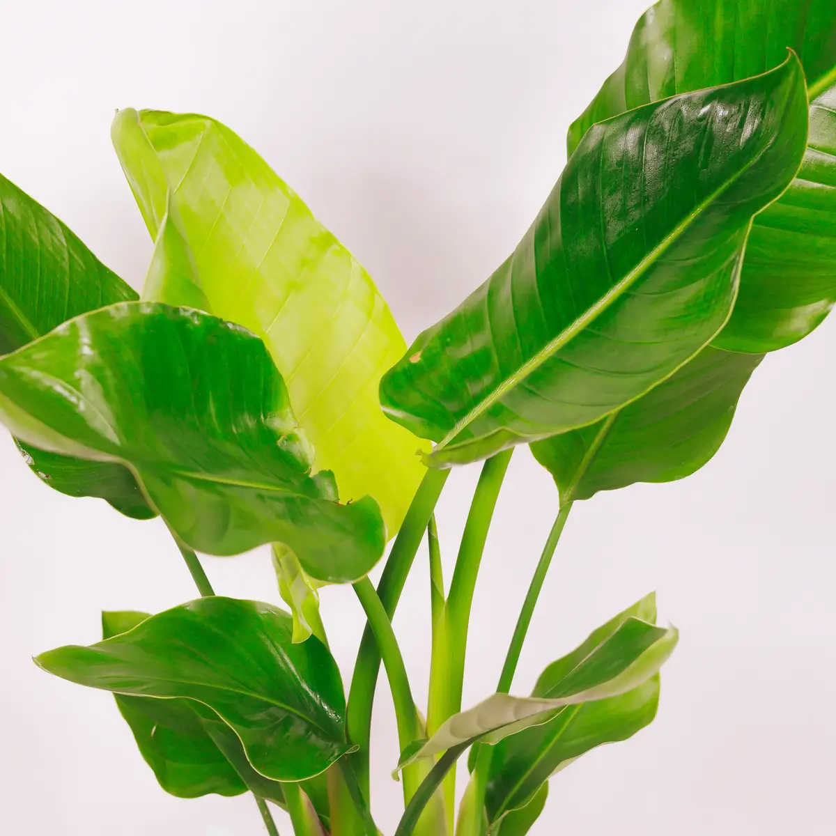 Стреліція Ніколай d19 купити недорого в Україні, фото 3