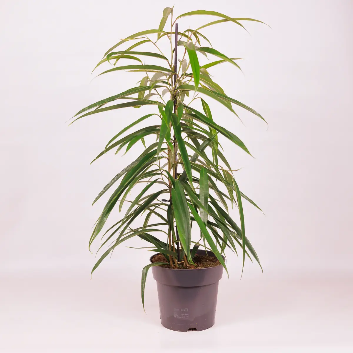 Фикус Бенджамин Али D17 купить