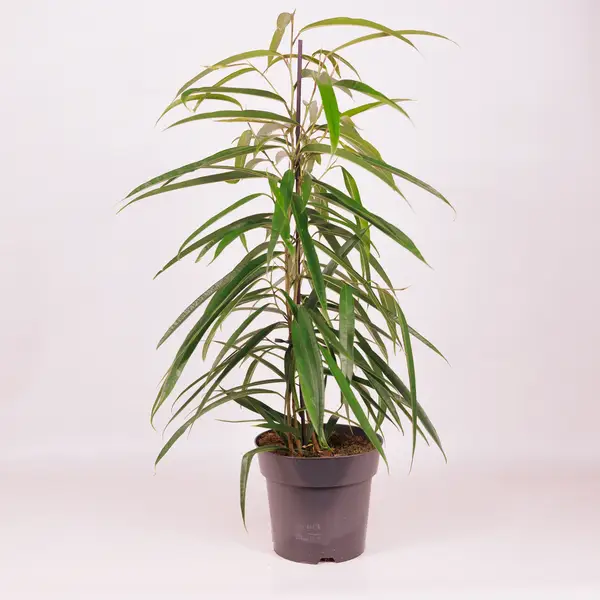 Фикус Бенджамин Али D17 купить