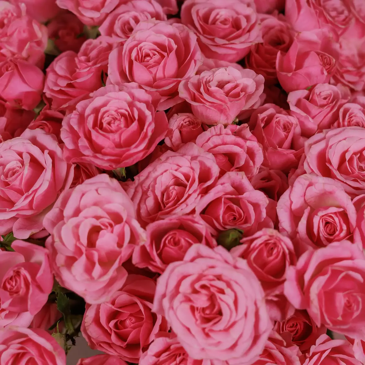 Букет 25 Роз спрей Пинк Бум купить недорого в Украине, фото 3