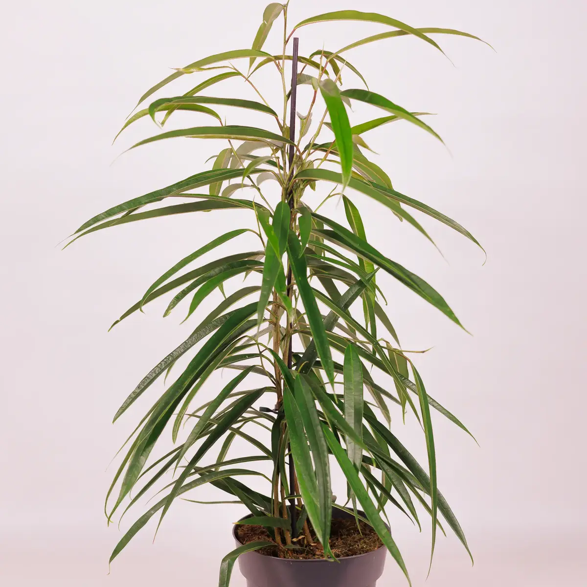 Фикус Бенджамин Али D17 купить недорого в Украине, фото 2