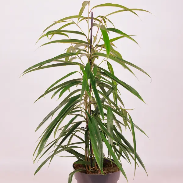 Фикус Бенджамин Али D17 купить