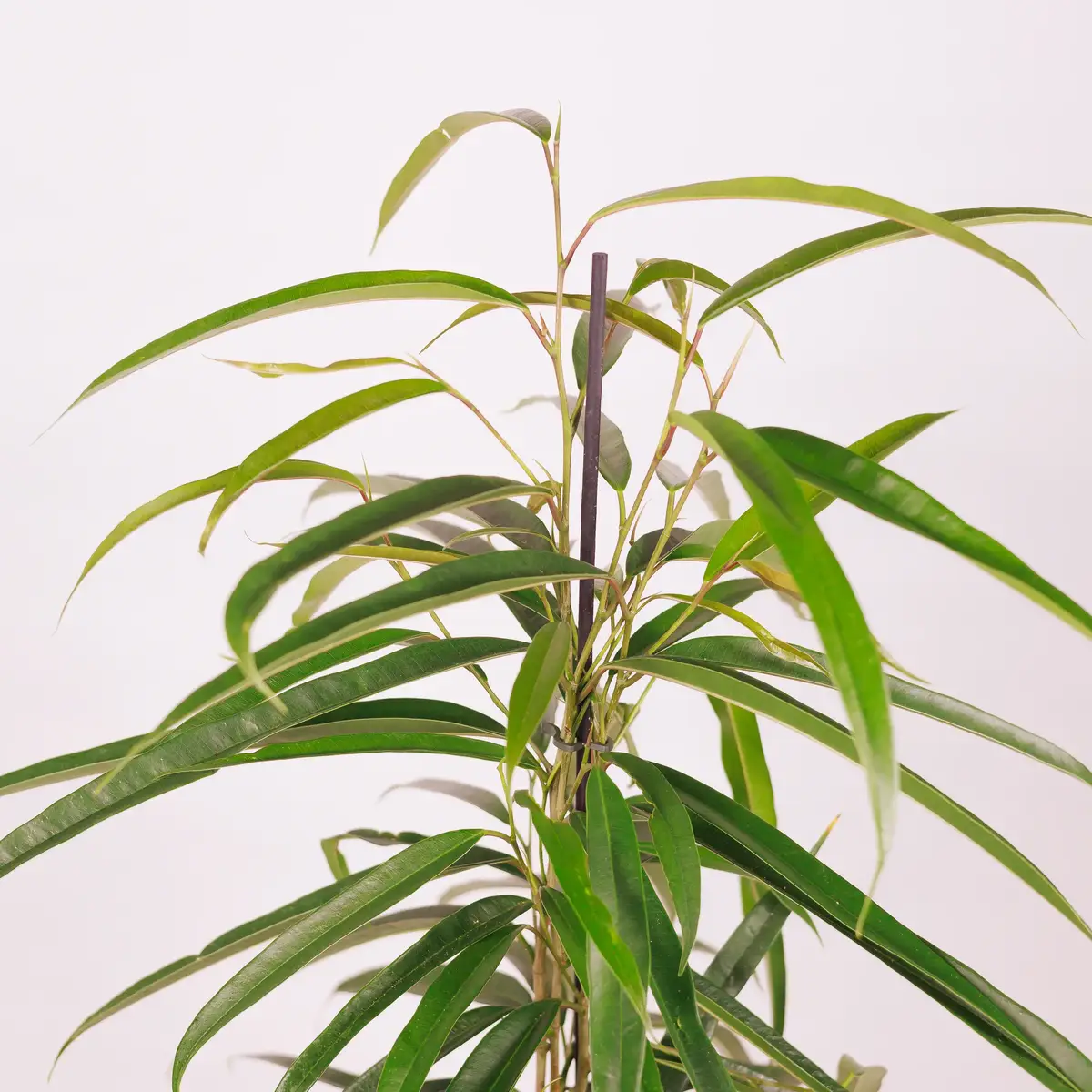 Фикус Бенджамин Али D17 купить недорого в Украине, фото 3