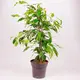 Фікус Бенжаміна Даніта d17 купити недорого в Україні, фото 644