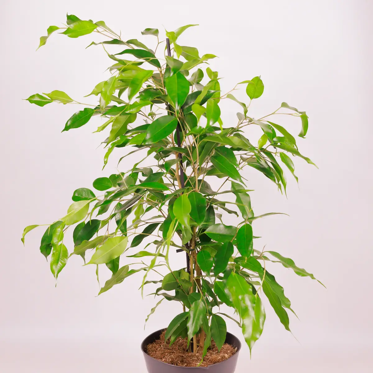 Фікус Бенжаміна Даніта d17 купити недорого в Україні, фото 2