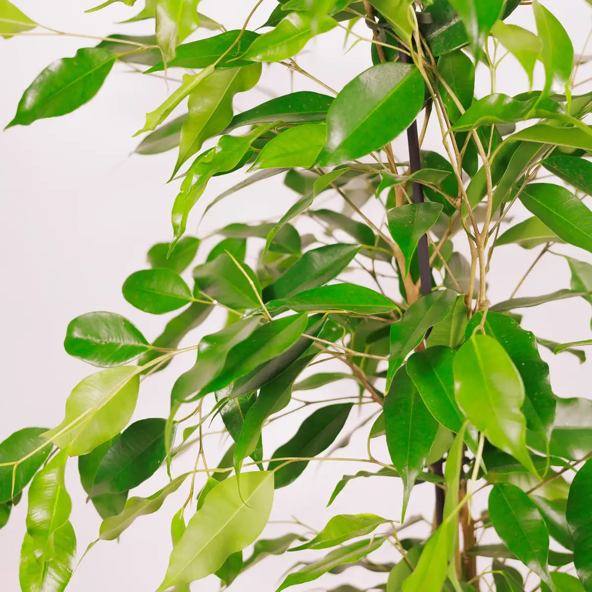 Фікус Бенжаміна Даніта d17 купити недорого в Україні, фото 3