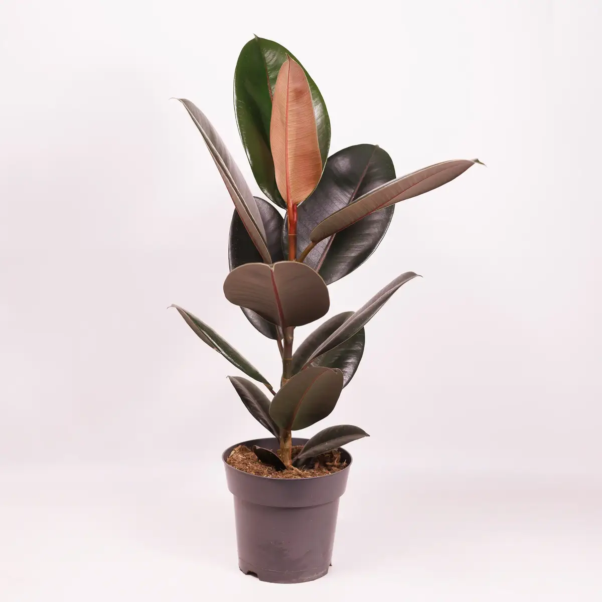 Фикус Эластика Абиджан d17 купить