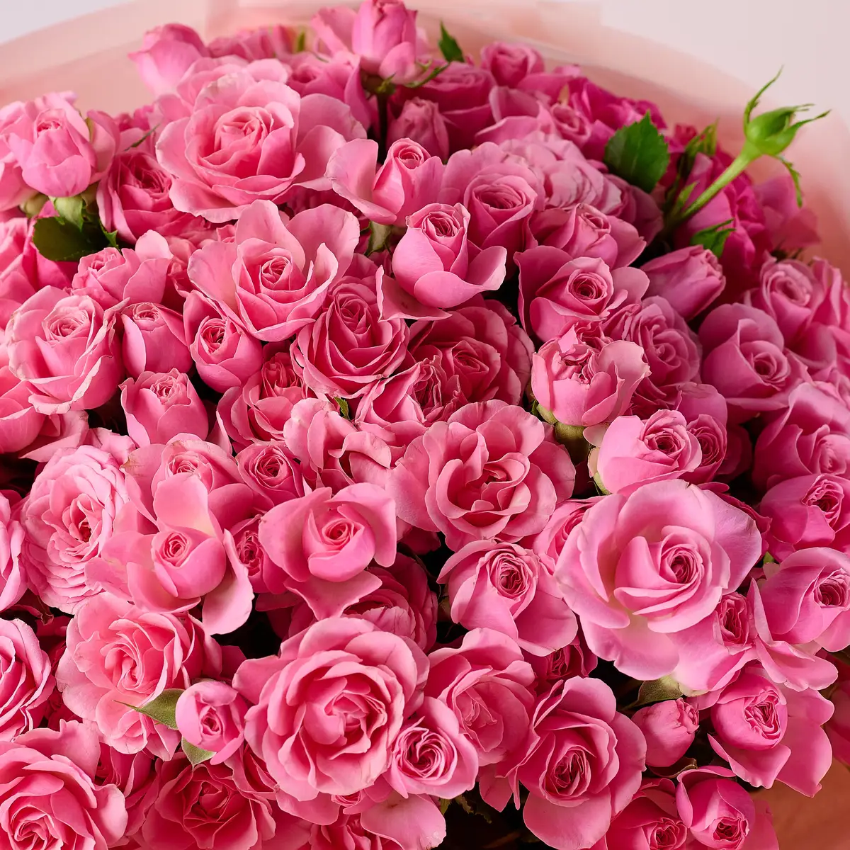 Букет 31 Троянда спрей Пінк Бум купити недорого в Україні, фото 3