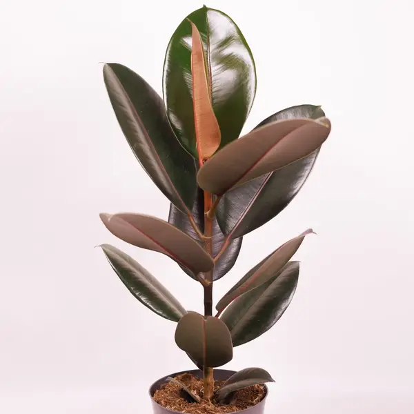 Фикус Эластика Абиджан d17 купить