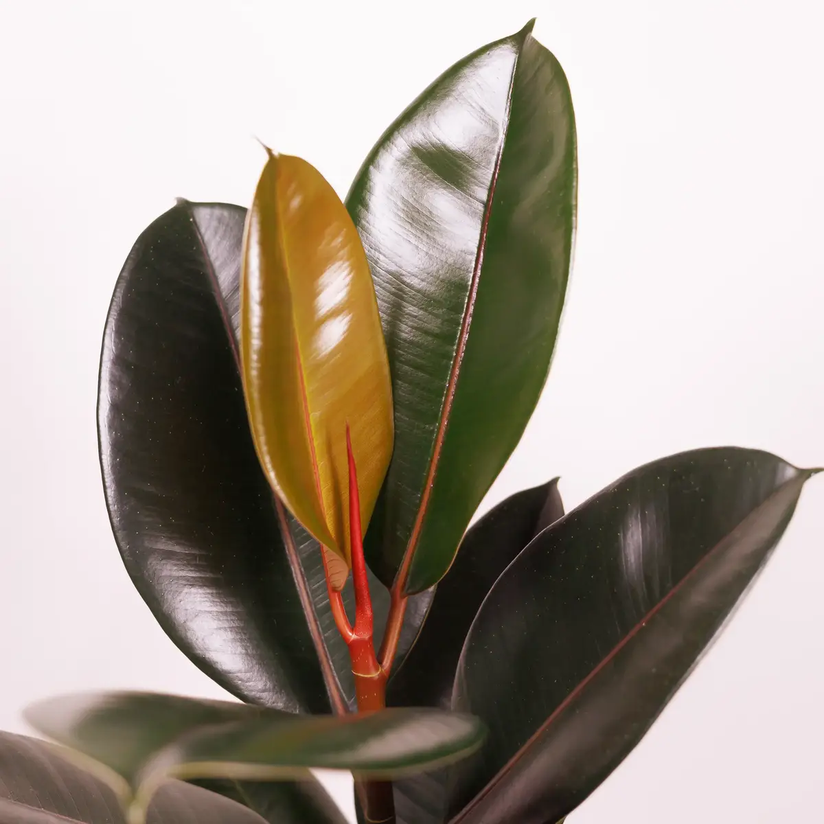 Фикус Эластика Абиджан d17 купить недорого в Украине, фото 3