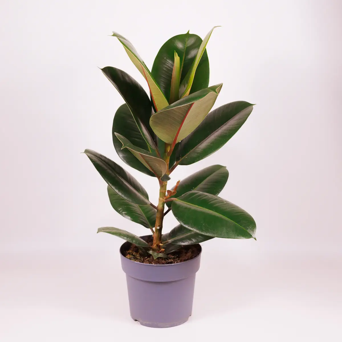 Фікус Еластіка Робуста d17 купити