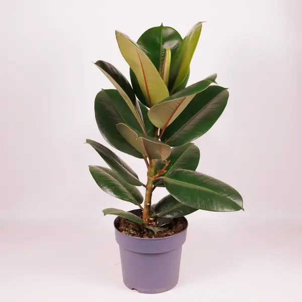 Фікус Еластіка Робуста d17 купити