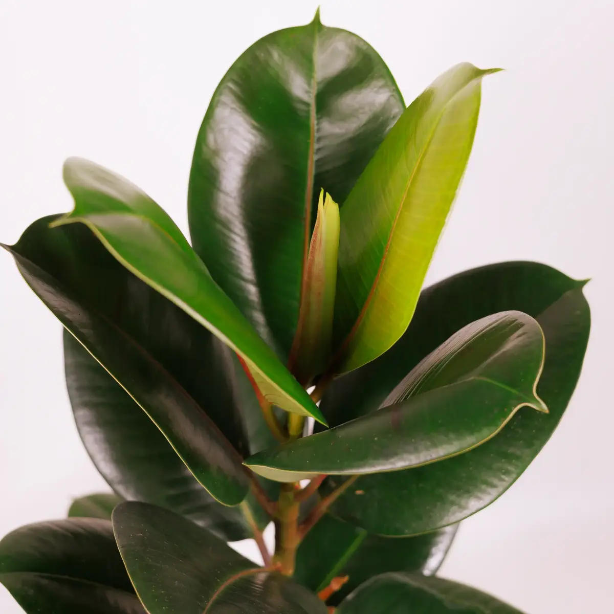 Фікус Еластіка Робуста d17 купити недорого в Україні, фото 3