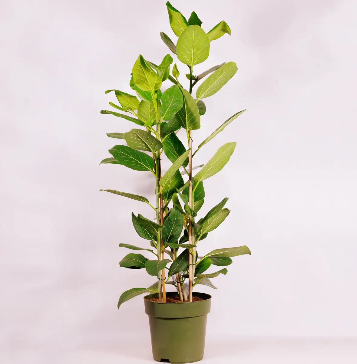 Фікус Бенг Одрі d27 купити