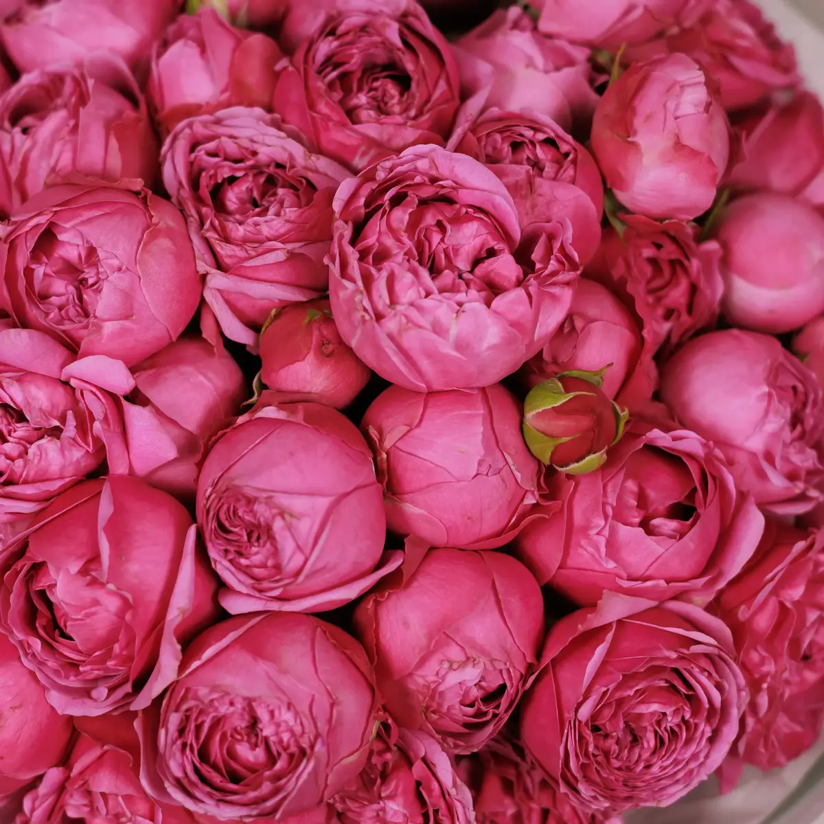 Букет 15 Троянд спрей Місті Баблз купити недорого в Україні, фото 3