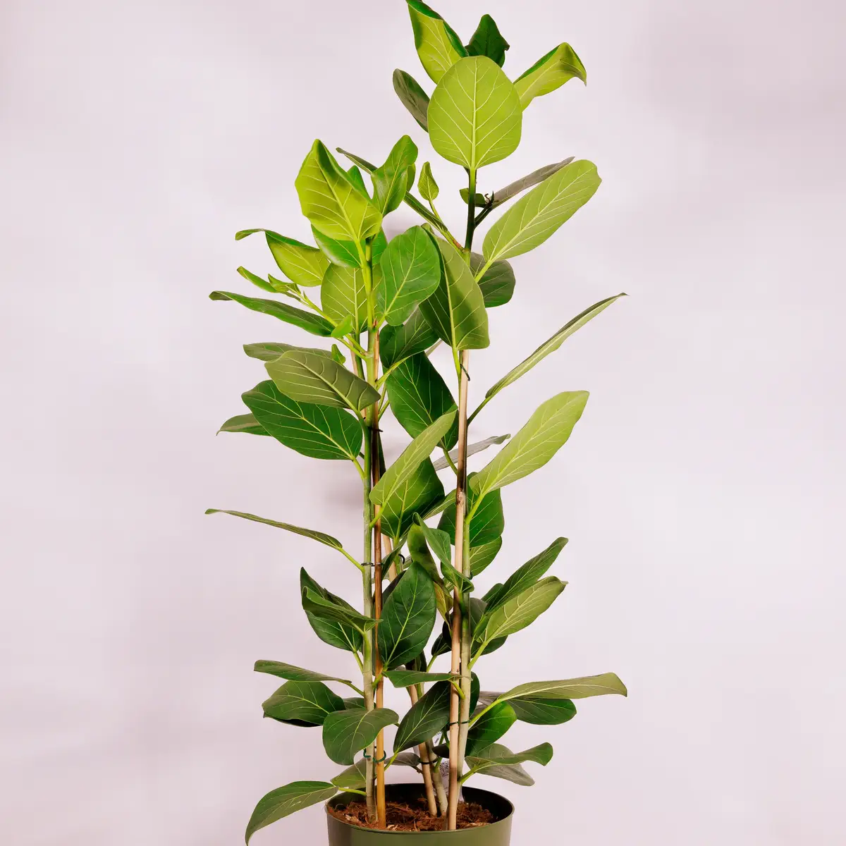 Фікус Бенг Одрі d27 купити недорого в Україні, фото 2