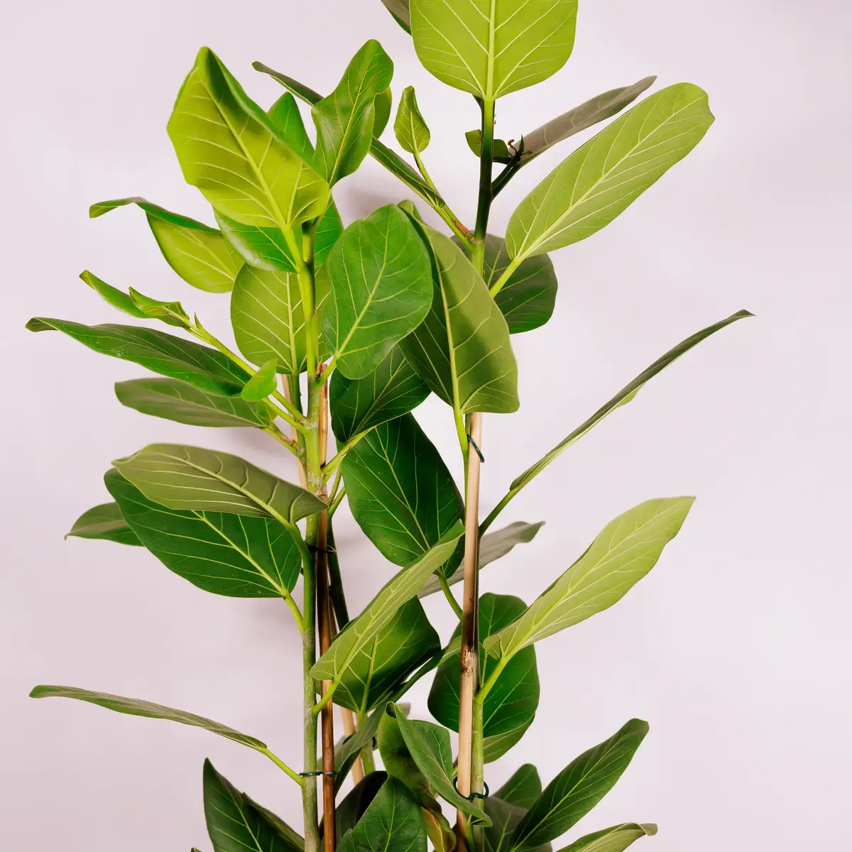 Фікус Бенг Одрі d27 купити недорого в Україні, фото 3