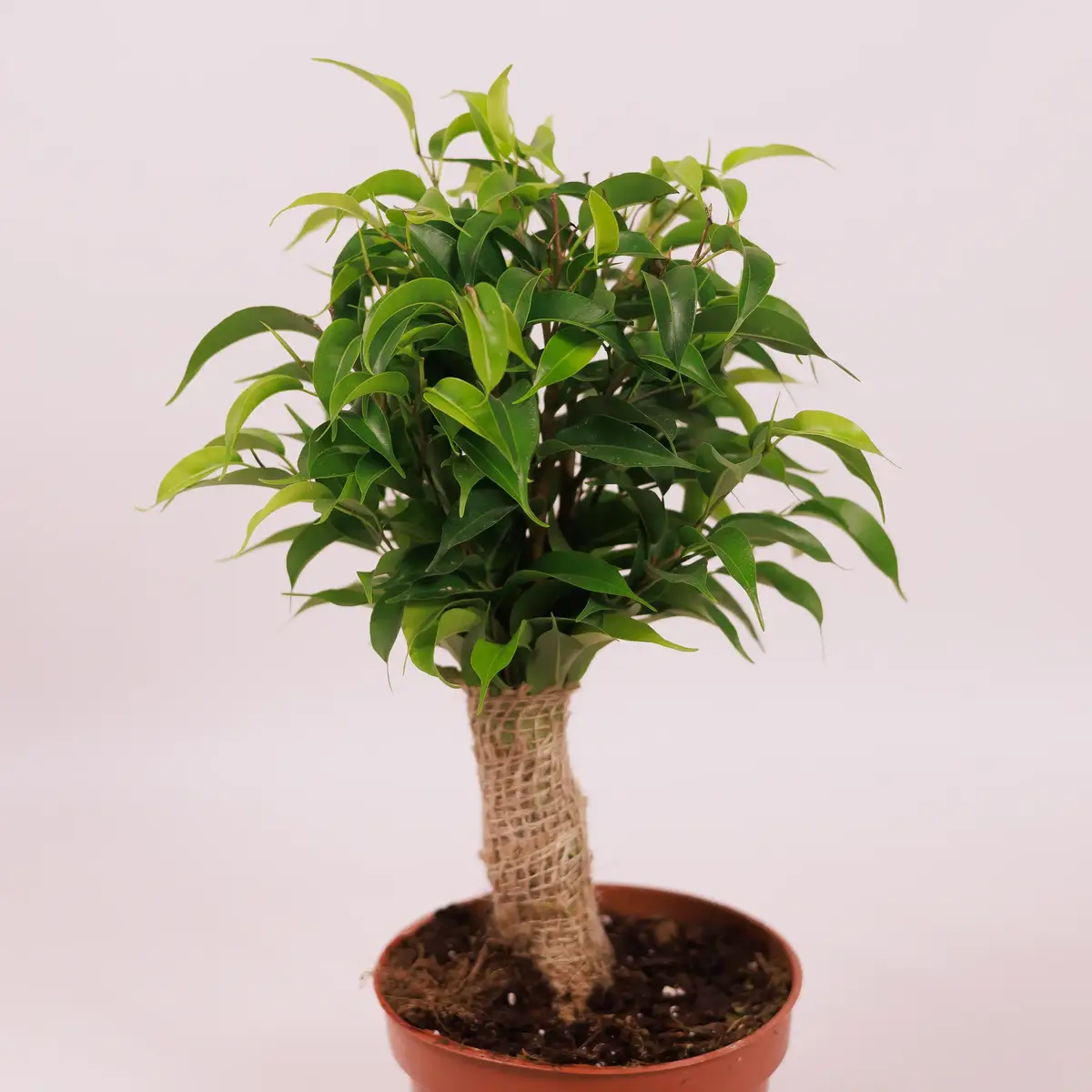 Фікус Натася d12 купити недорого в Україні, фото 2