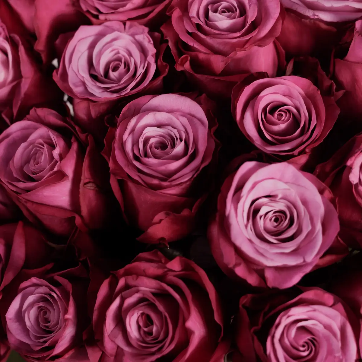 Букет из 25 роз Принц Персии купить недорого в Украине, фото 3