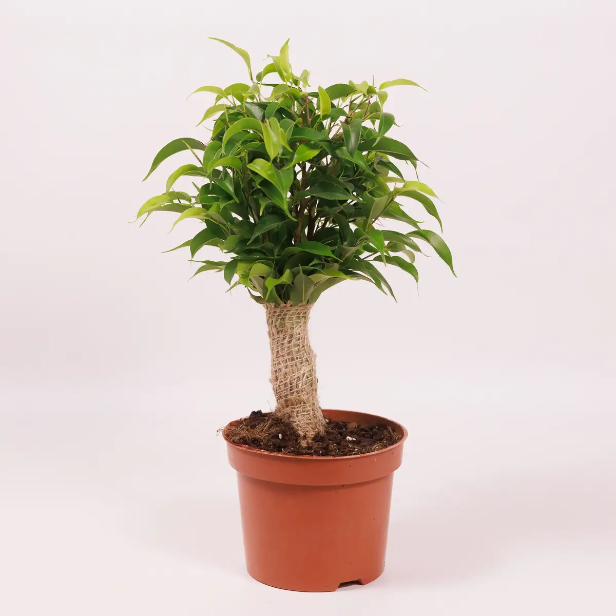 Фікус Натася d12 купити