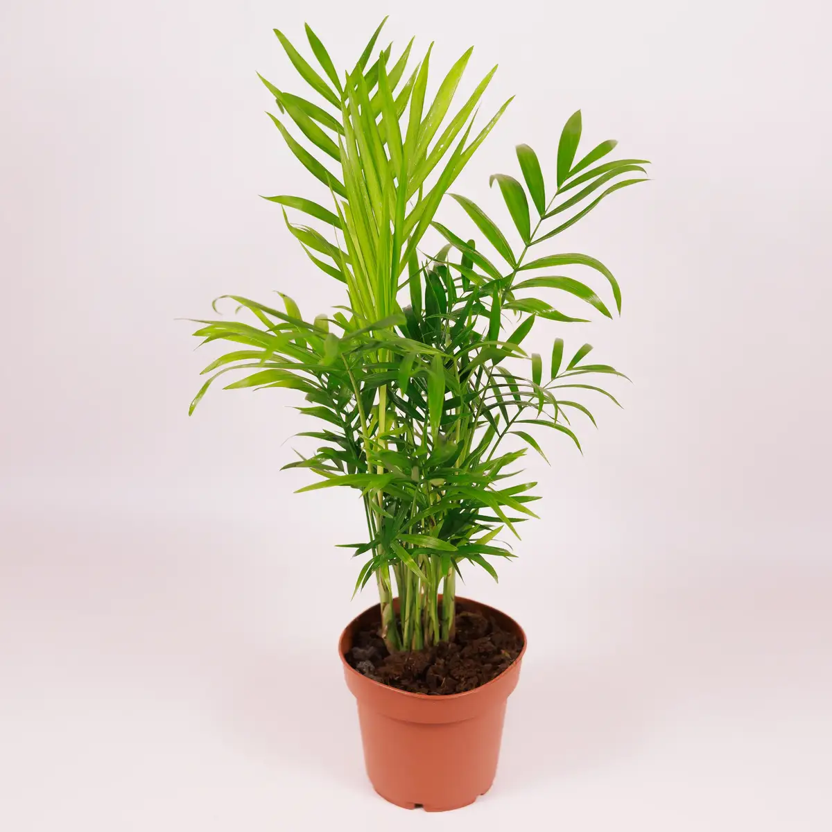 Хамедорея d12 купити