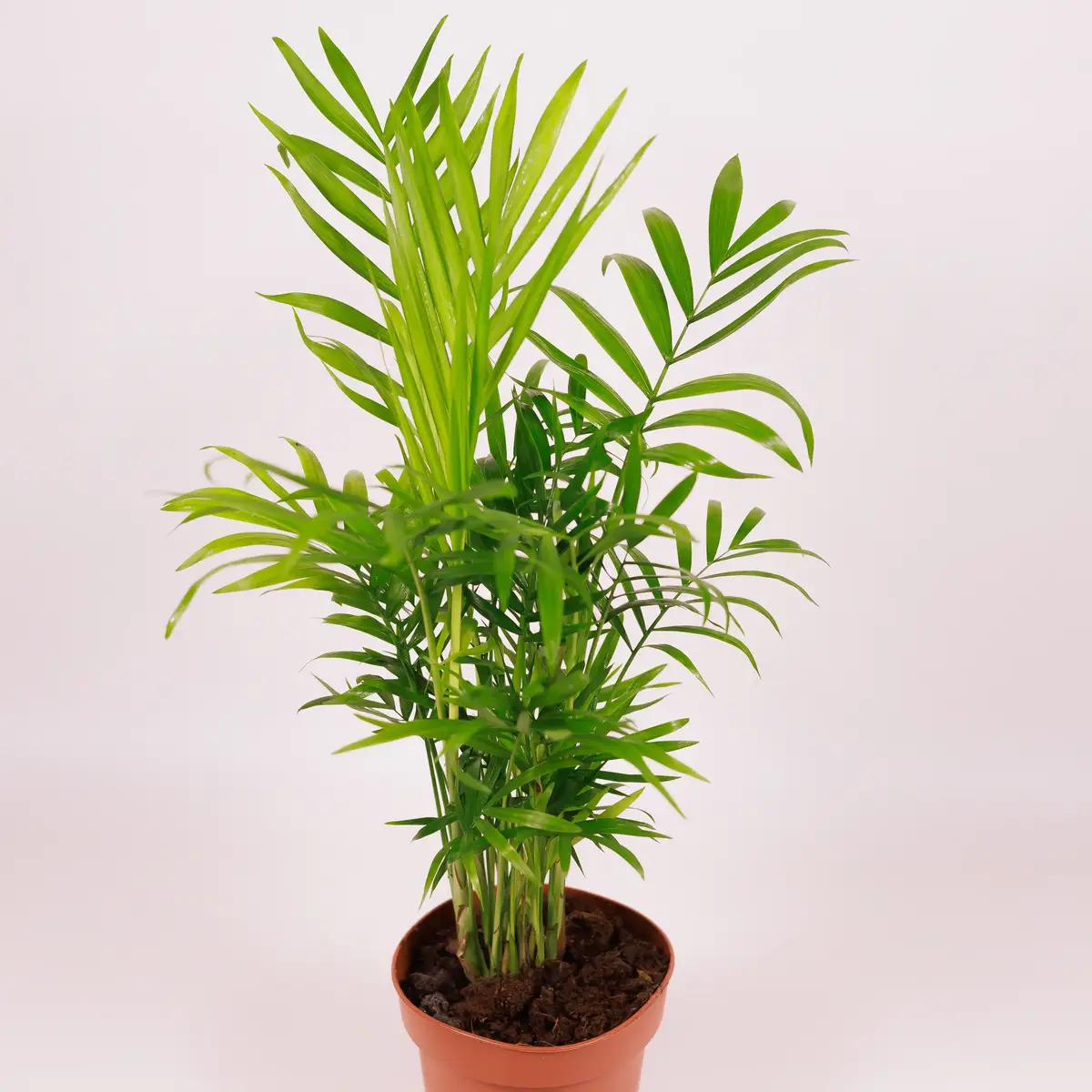 Хамедорея d12 купити недорого в Україні, фото 2