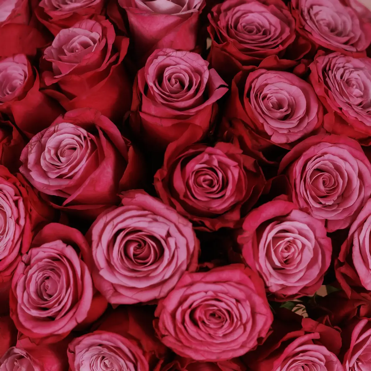 Букет из 35 роз принц Персии купить недорого в Украине, фото 3