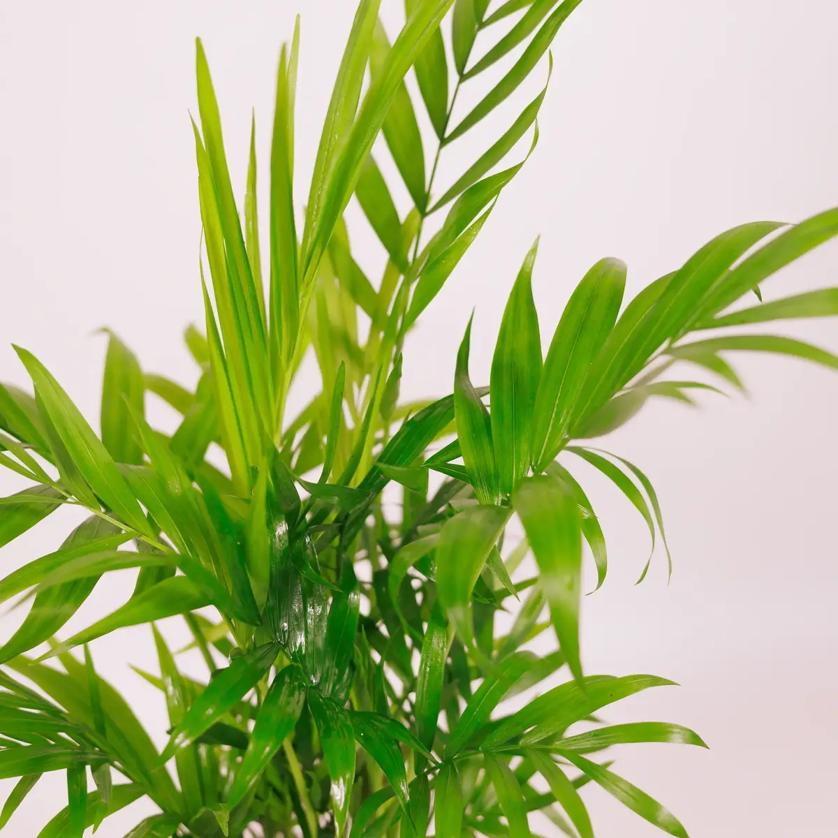 Хамедорея d12 купити недорого в Україні, фото 3