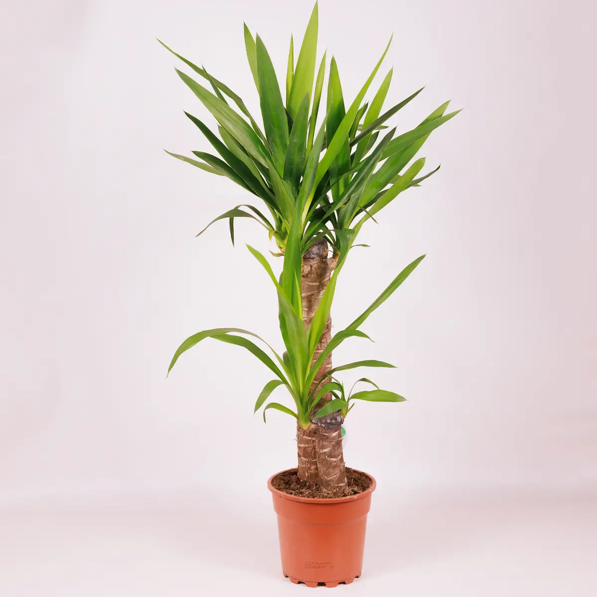 Юка II D17 купить