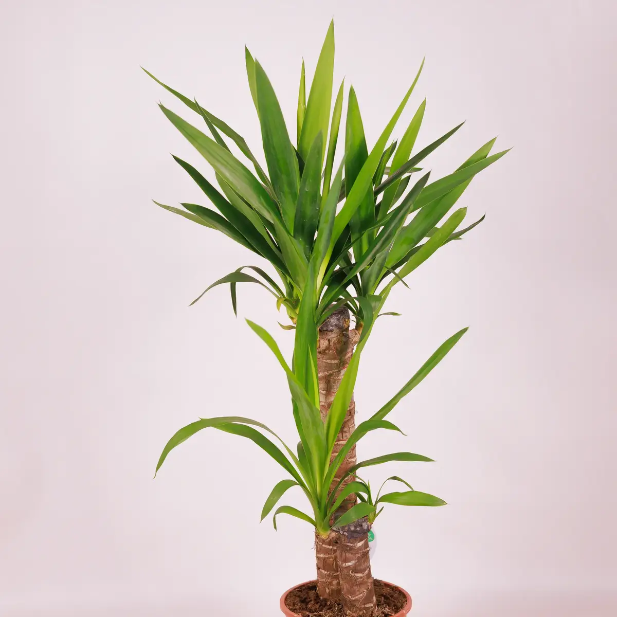 Юка II D17 купить недорого в Украине, фото 2