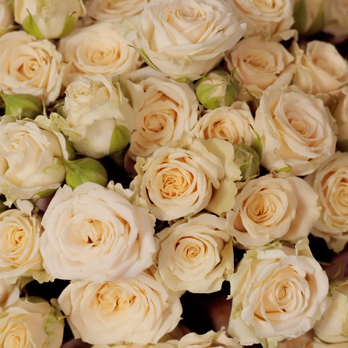 Букет 19 Роз спрей Таня купить недорого в Украине, фото 3