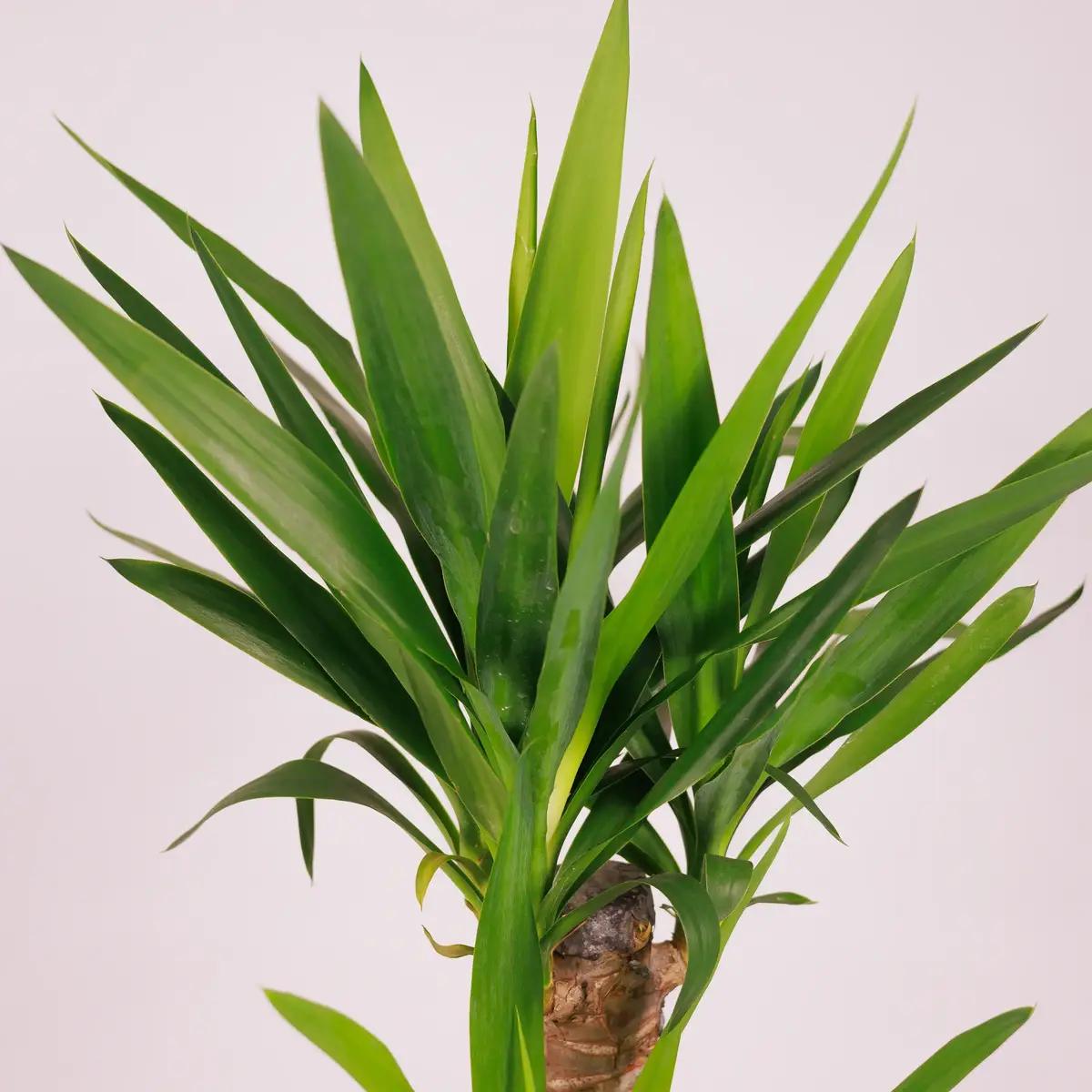 Юка II D17 купить недорого в Украине, фото 3