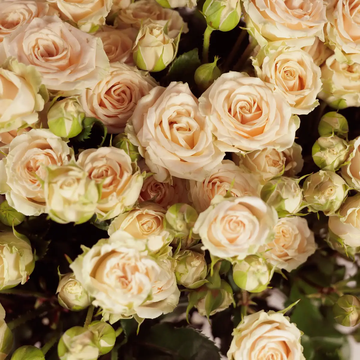 Букет 15 Роз спрей Таня купить недорого в Украине, фото 3