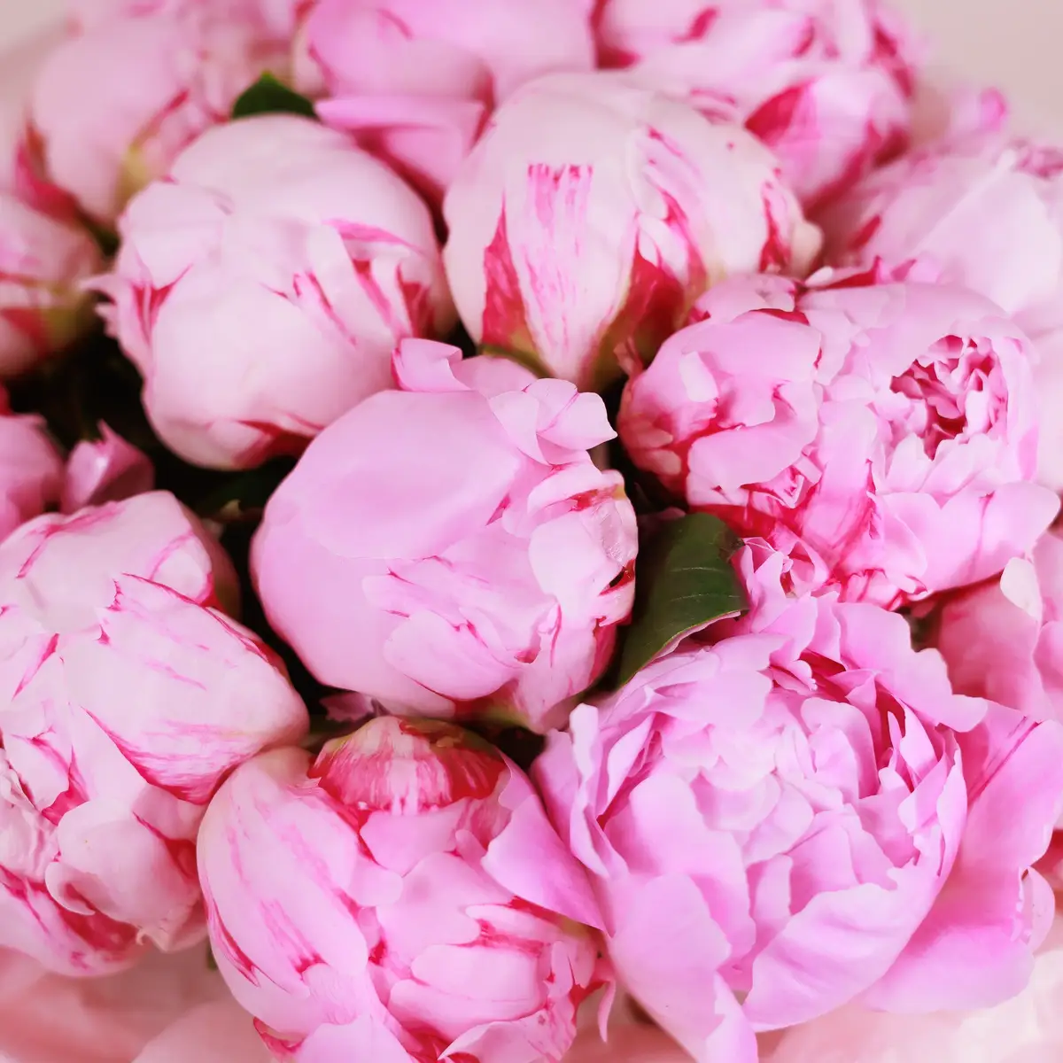 Букет из 15 розовых пионов Сара Бернард купить недорого в Украине, фото 3