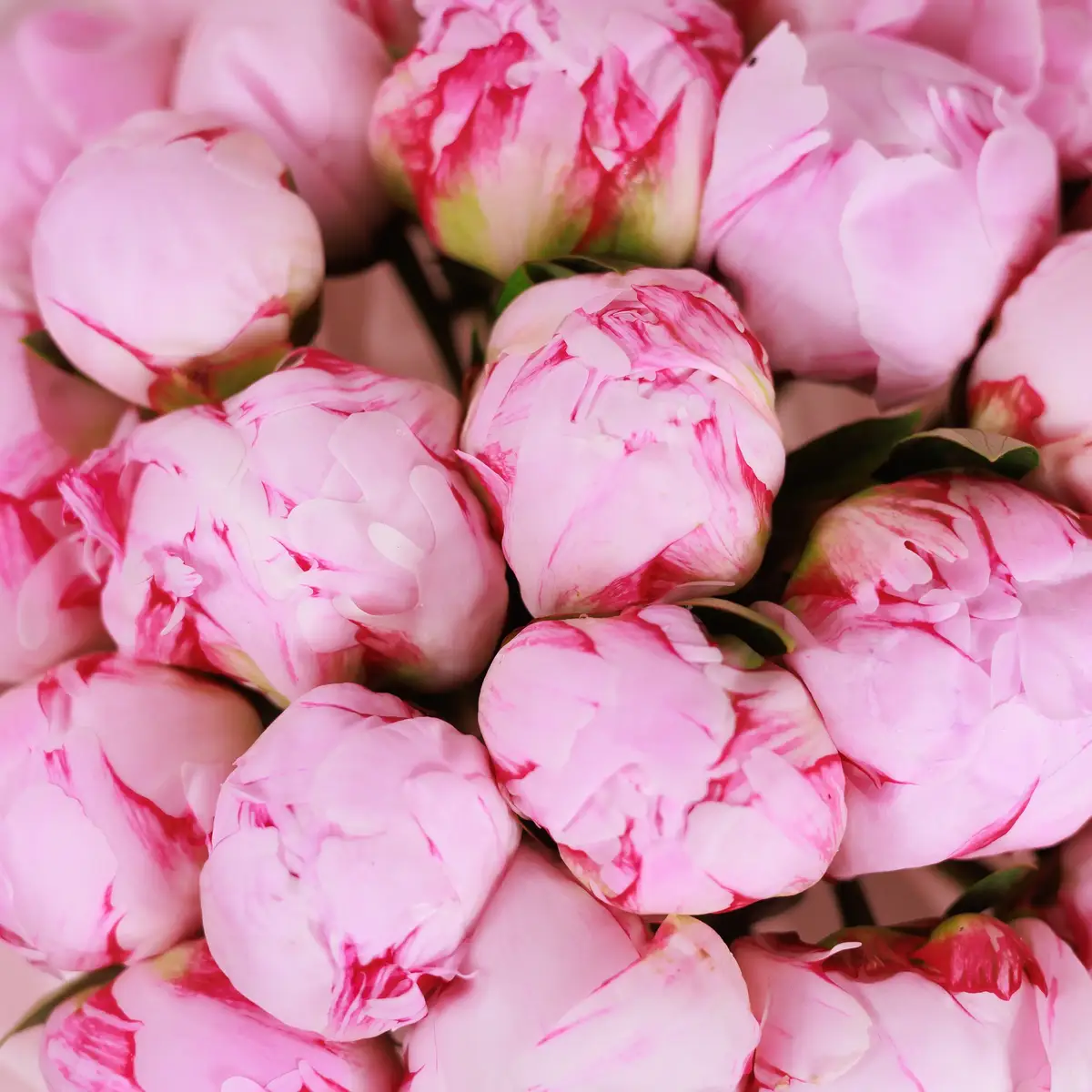 Букет из 25 розовых пионов Сара Бернард купить недорого в Украине, фото 3