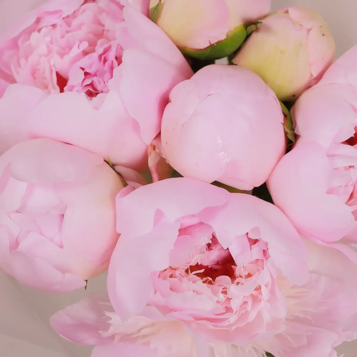 Букет 7 Рожевих Півоній Енжел Чікс купити недорого в Україні, фото 3