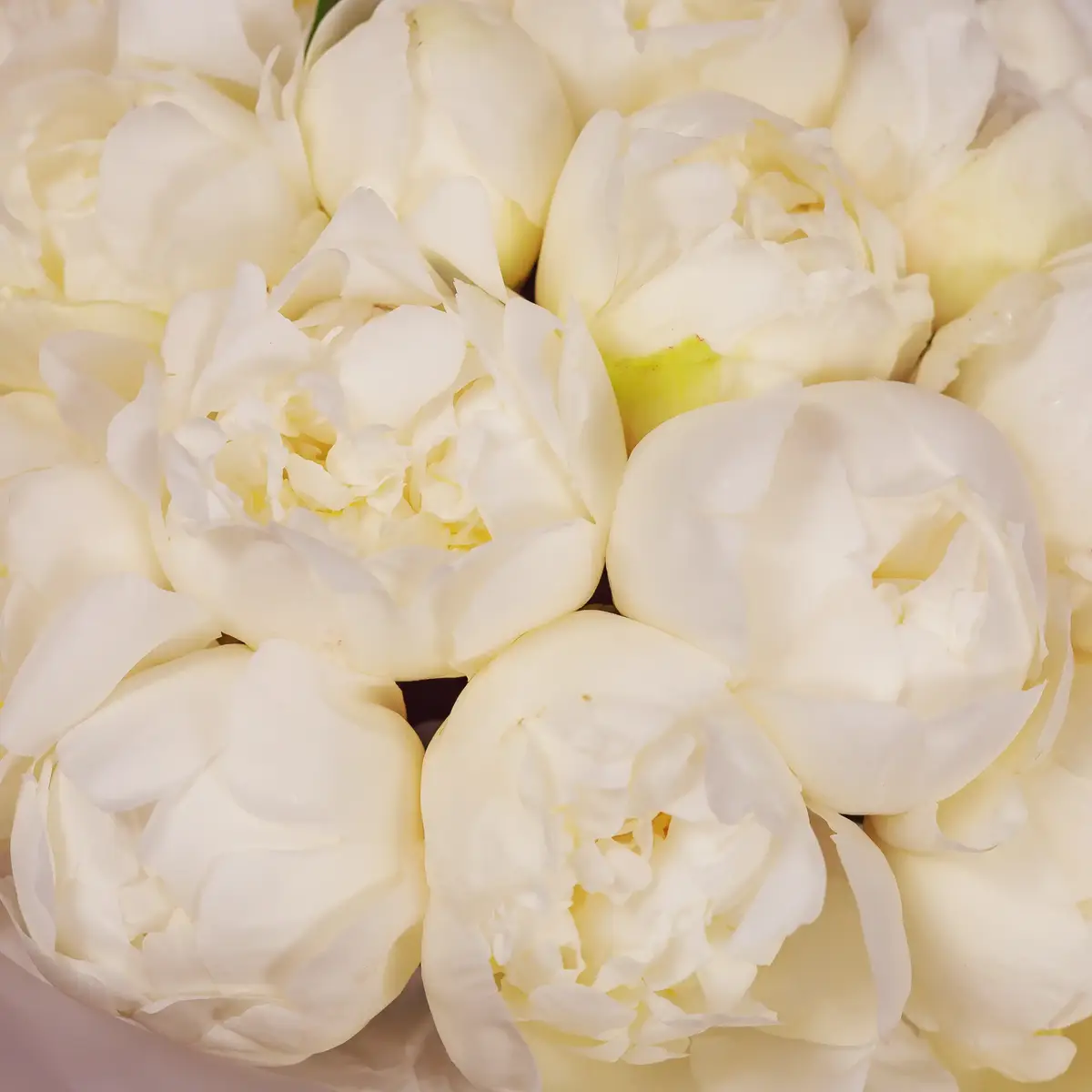 Букет 19 Білих Півоній Брайдл Шовер купити недорого в Україні, фото 3