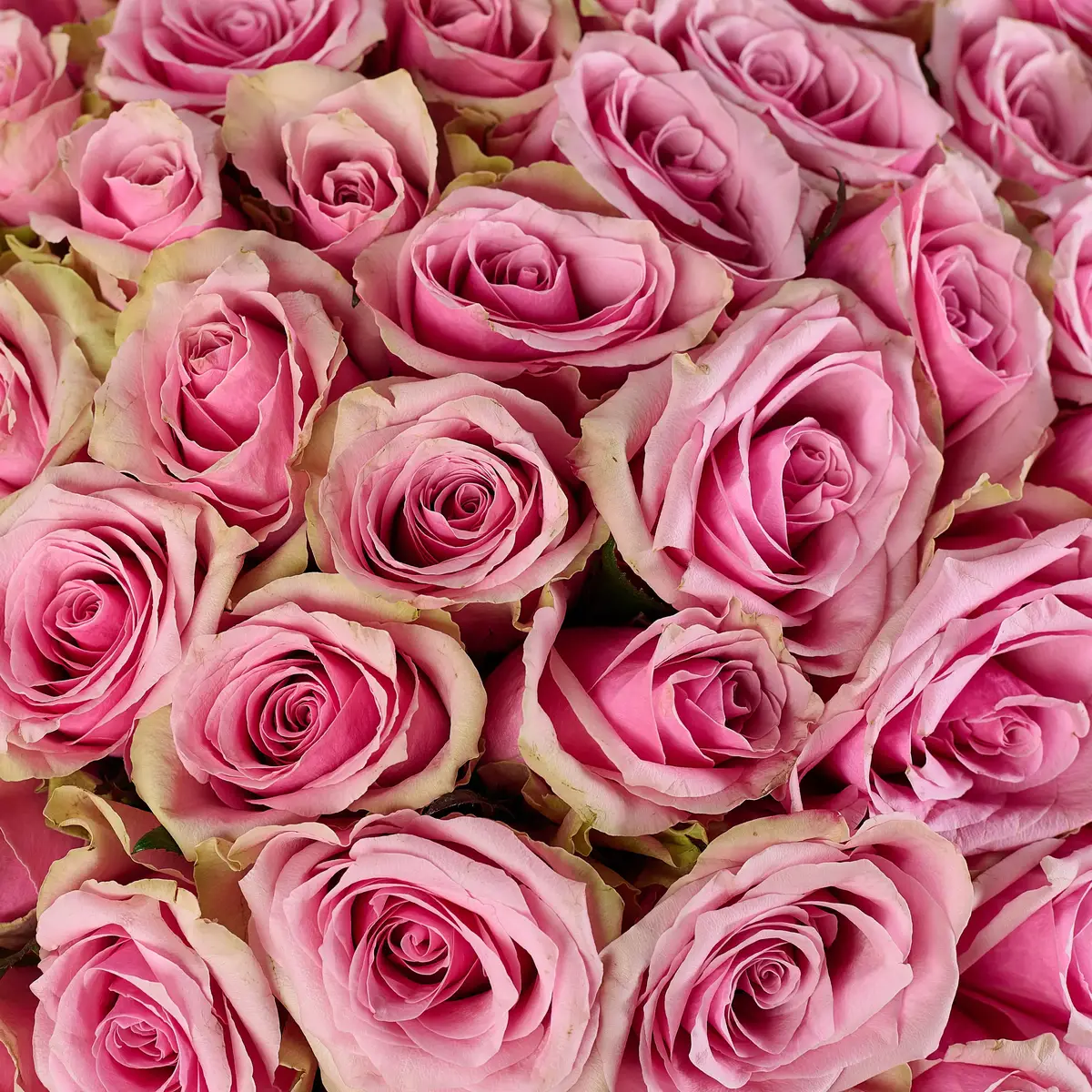 Букет 51 Роза Атена Роял купить недорого в Украине, фото 3