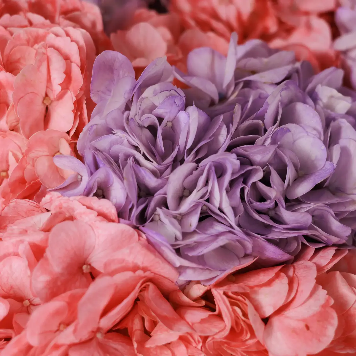 Букет Мікс №354 купити недорого в Україні, фото 3