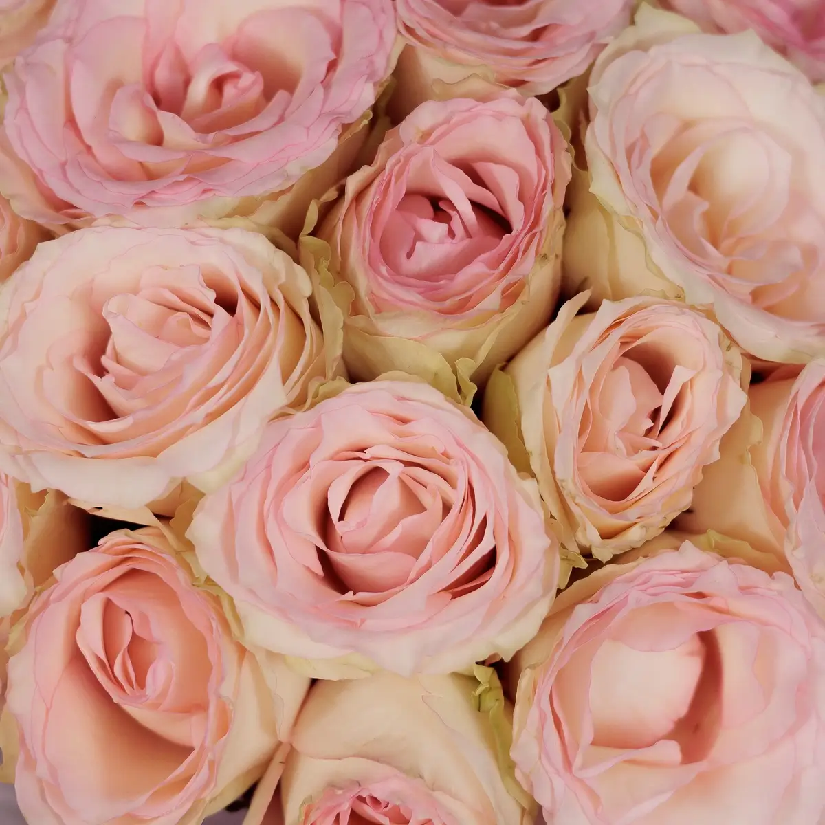 Букет 15 Роз Эсперансе купить недорого в Украине, фото 3