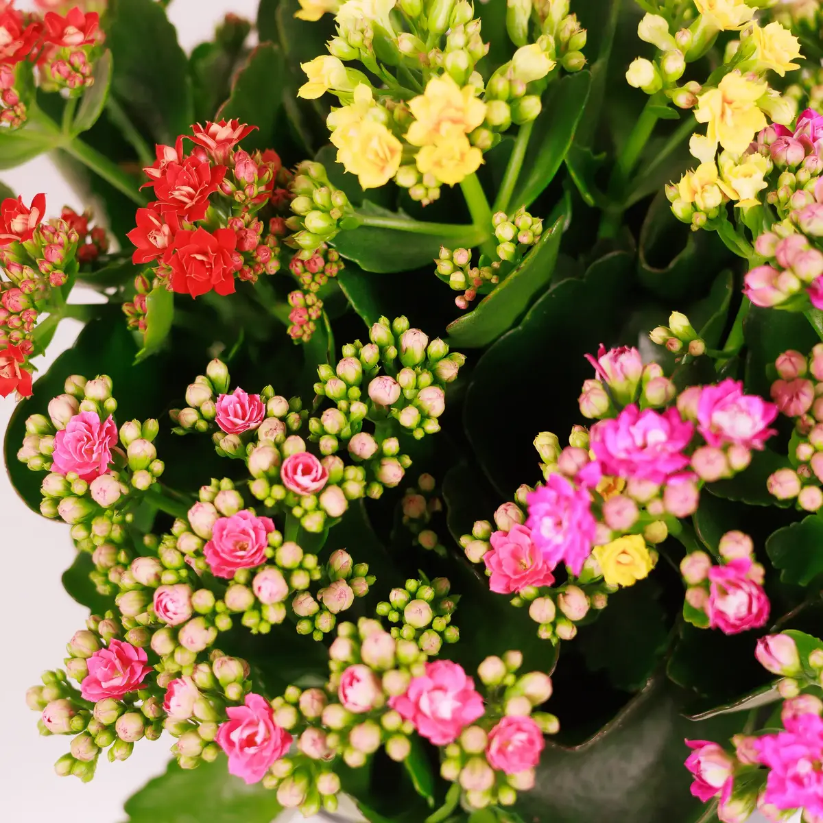 Каланхое 23 купить недорого в Украине, фото 3