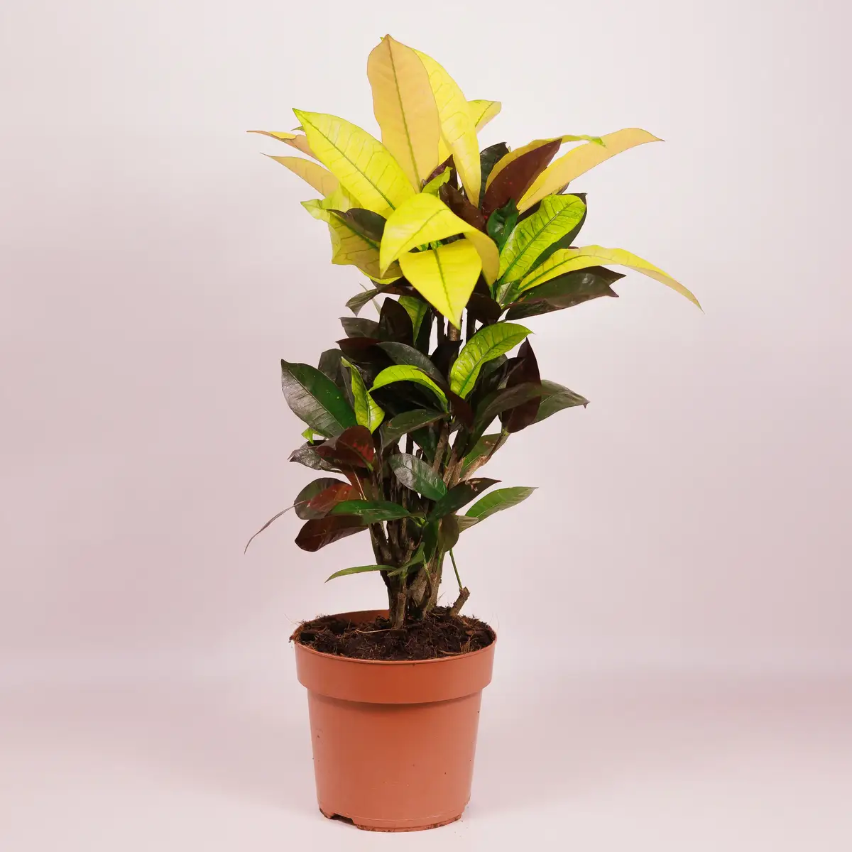 Кротон Айстон d17 купить