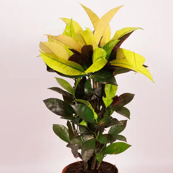 Кротон Айстон d17 купить