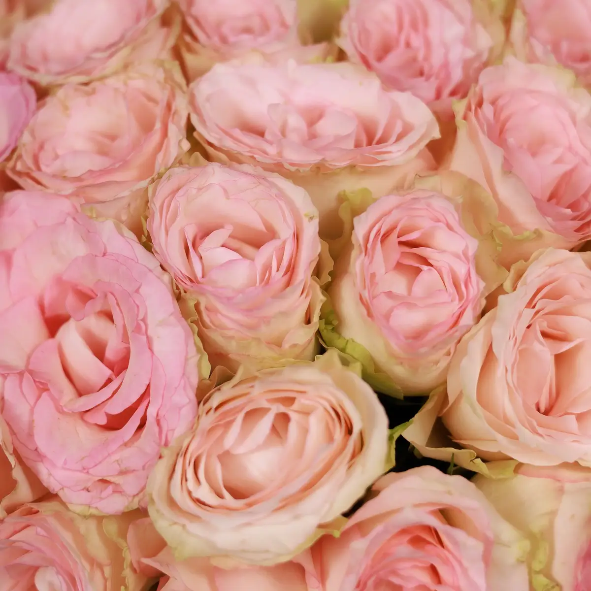 Букет 35 Троянд Есперансе купити недорого в Україні, фото 3