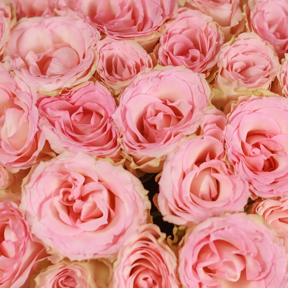 Букет 51 Троянда Есперансе купити недорого в Україні, фото 3