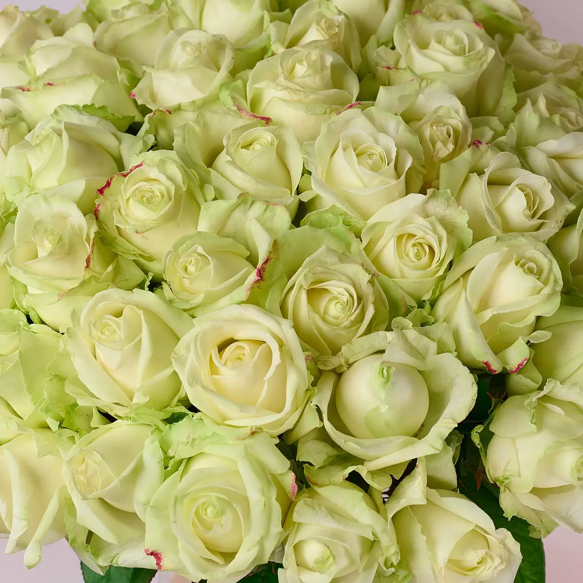 Букет 71 Троянда біла Аваланч купити недорого в Україні, фото 3